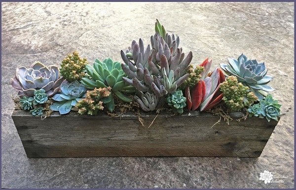 4-Pallet-Planter