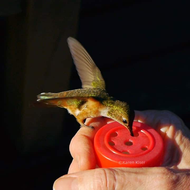 Spice Jar Hand Feeder