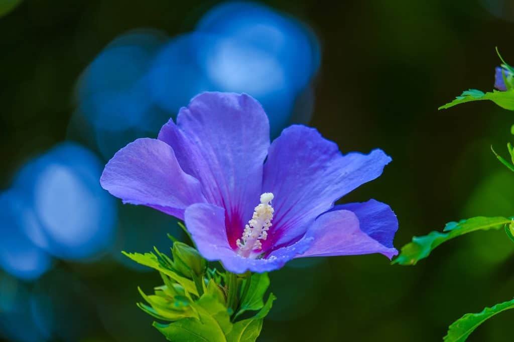 Lavender Silk Leave-In