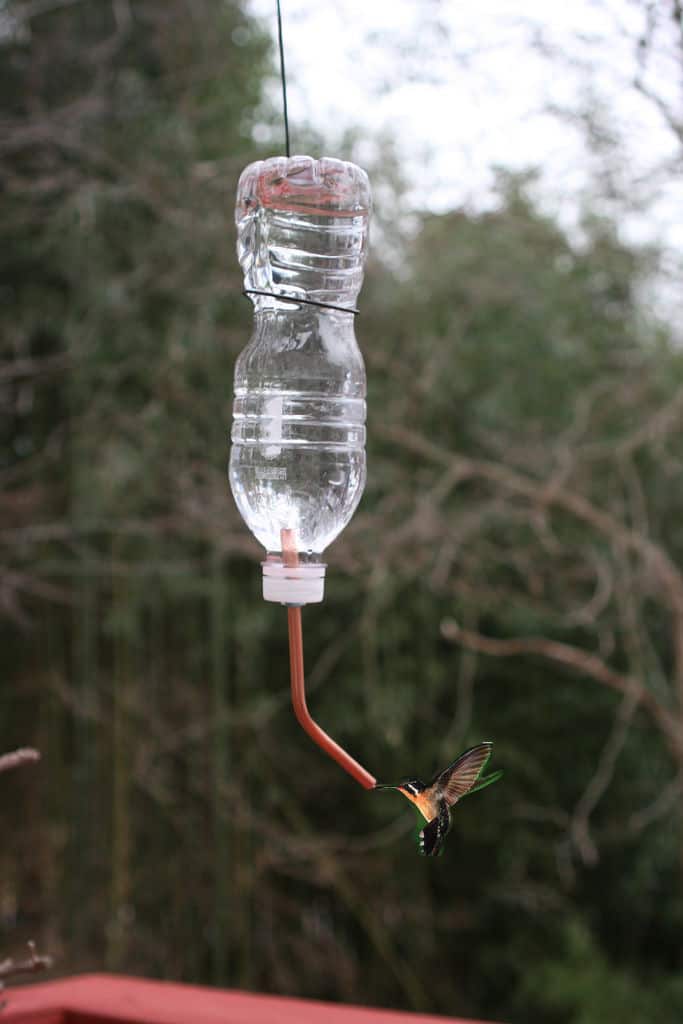 Disposable Water Bottle Hummingbird Feeder