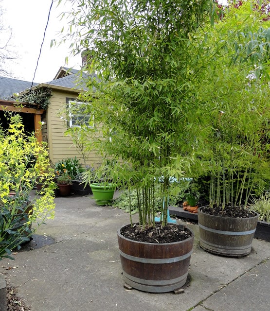 Use Wine Barrels Planters for a Tall Grass Wall