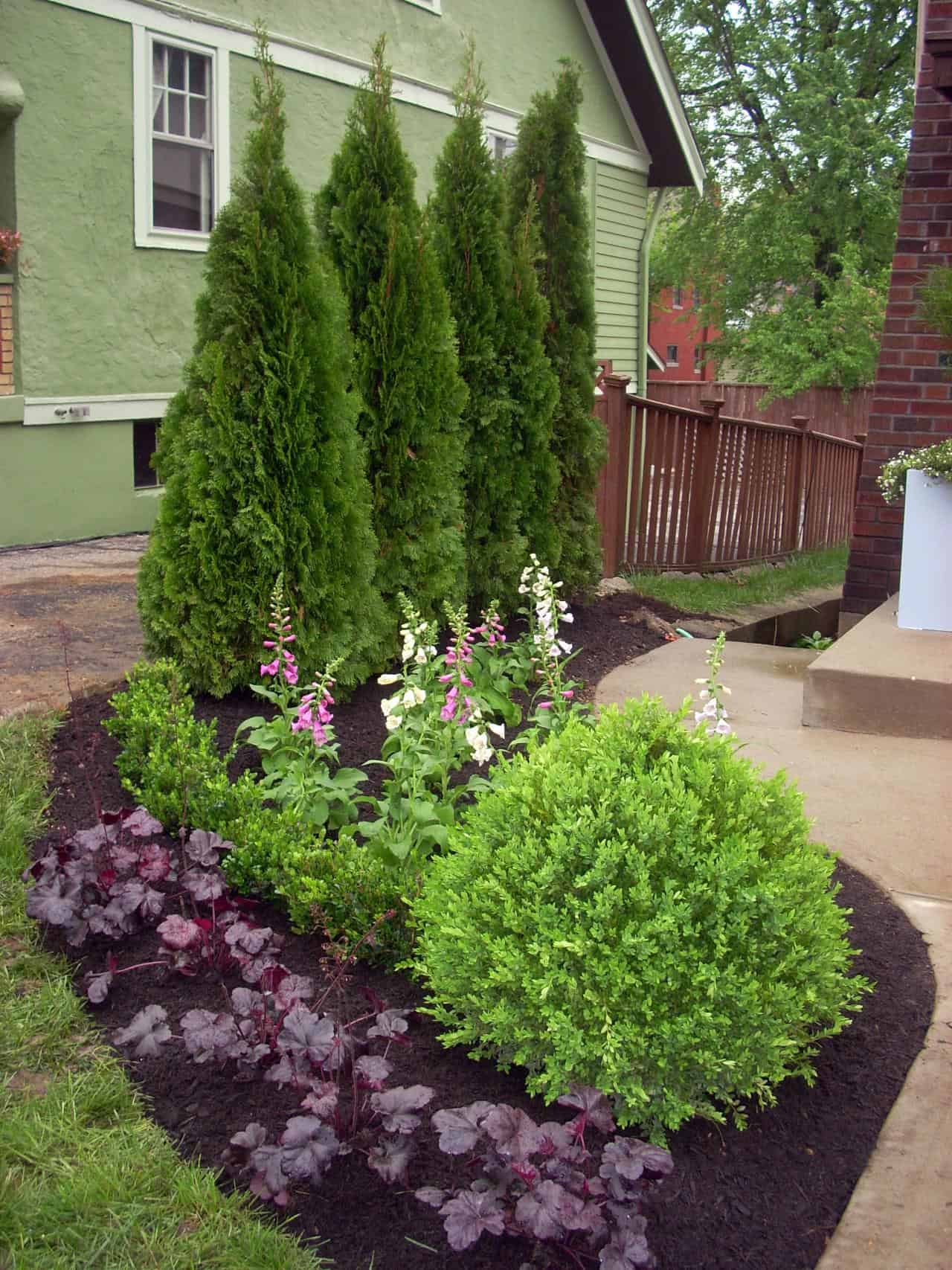 Plant an Evergreen Wall