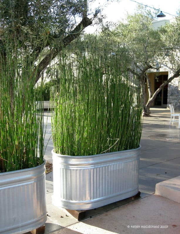 Grow A Living Bamboo Wall